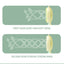 Trendy Hand Fans / Handheld Fan